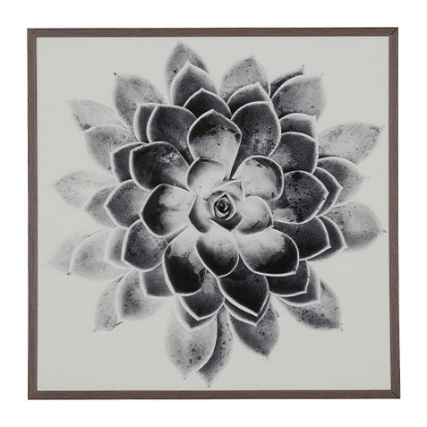 Succulent Study II image