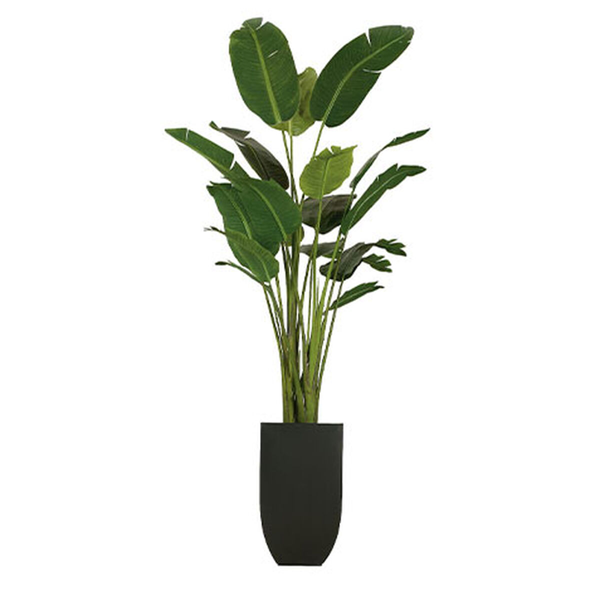 Traveler's Palm Tree