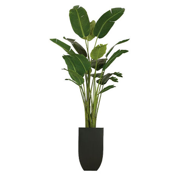 Traveler's Palm Tree