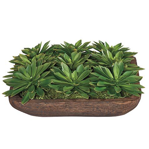 Succulent Centerpiece in Dark Wood Bowl image