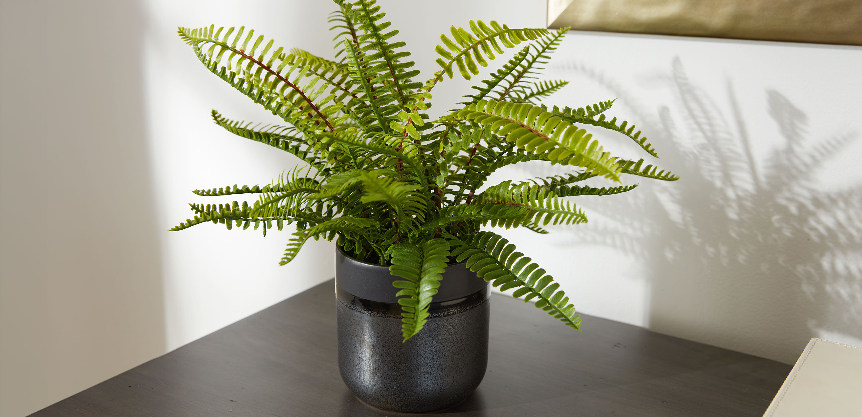 Boston Fern in Black Vase_4