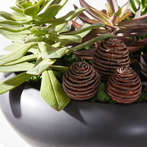 Dark Succulent Centerpiece in Black Bowl Product Tile Hover Image 443793A  GRN