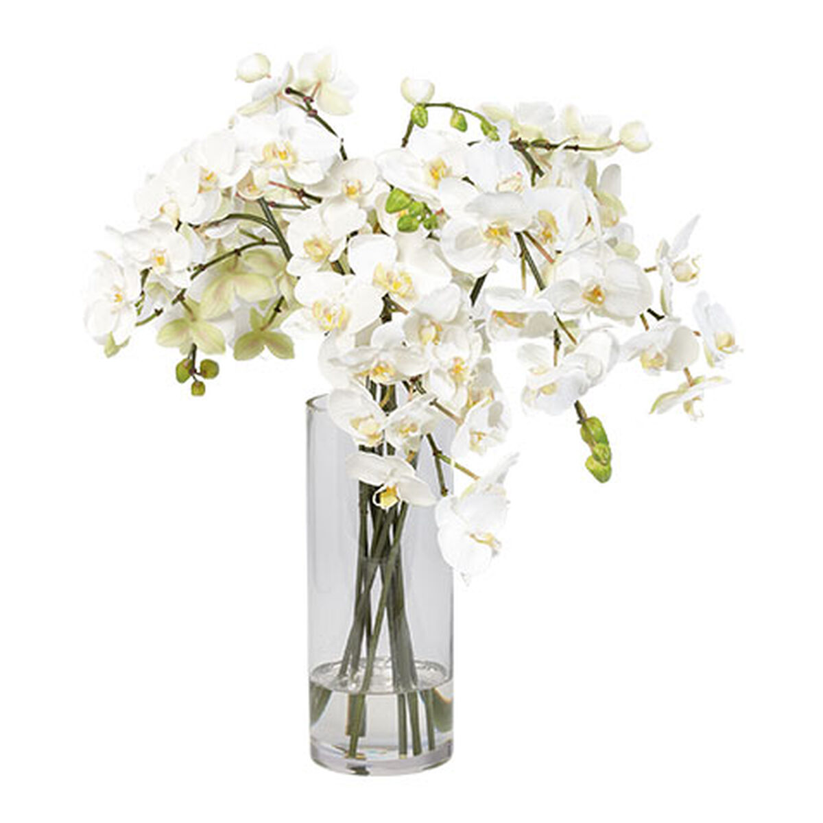 Orchids in Tall Glass Vase