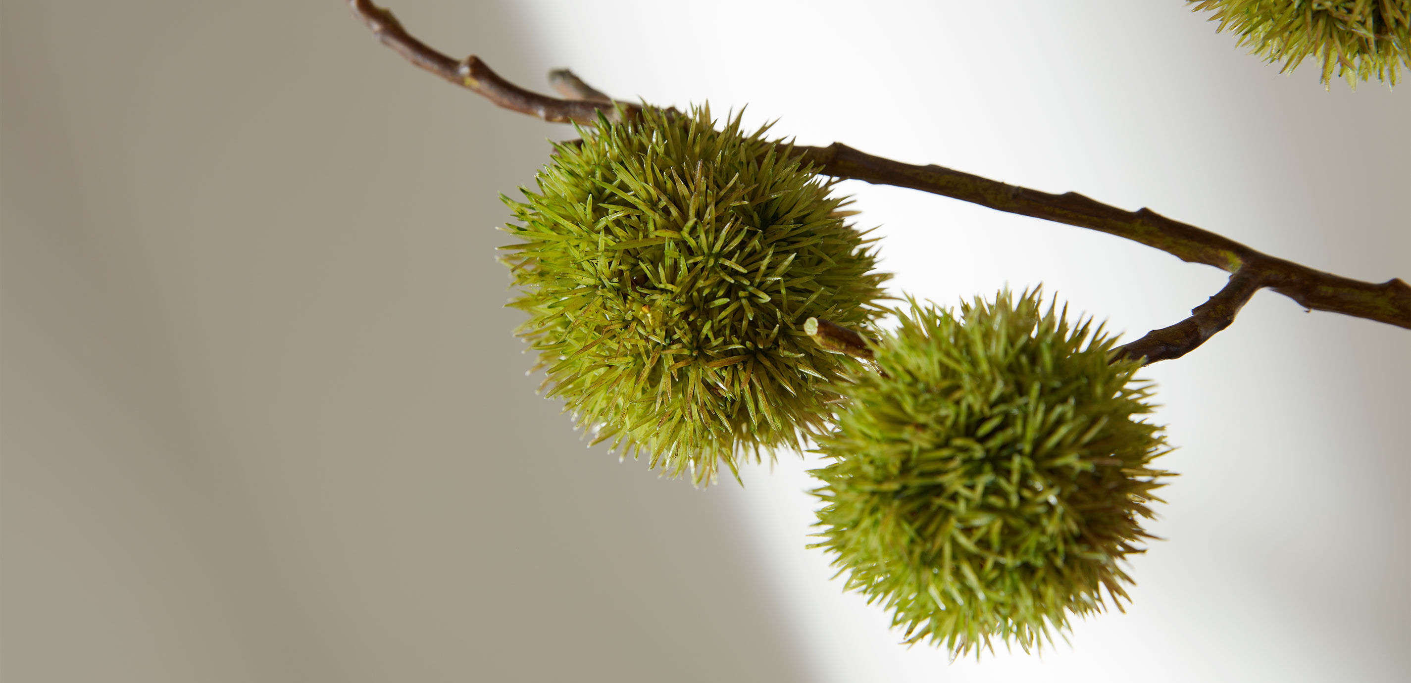 Chestnut Branch Arrangement in Tall Glass Vase_5