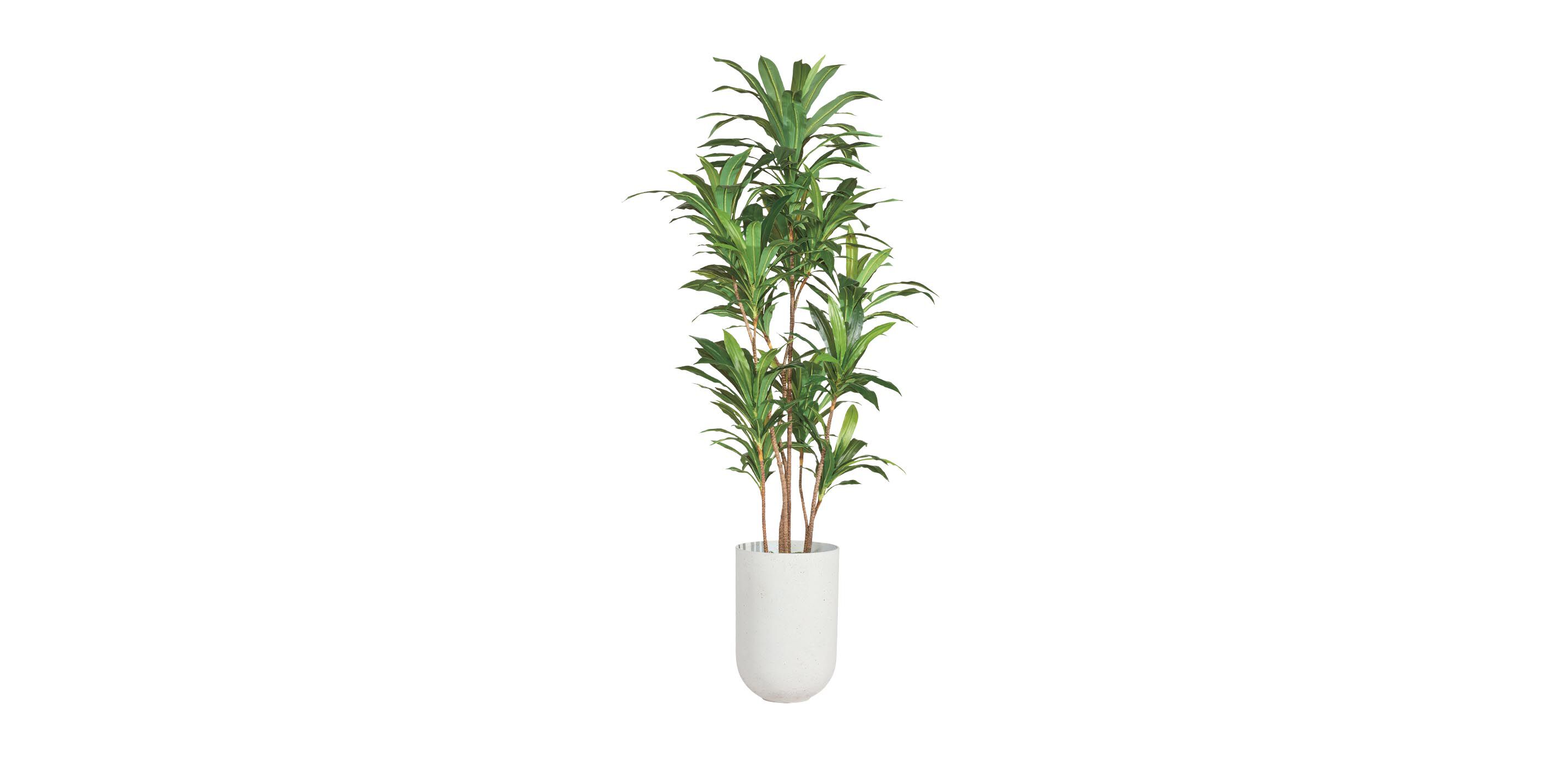 Dracaena Tree_1