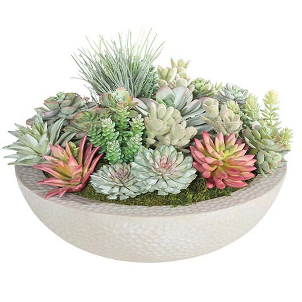 Mixed Succulents in Gray Bowl