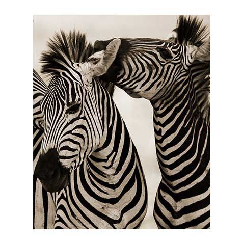 Zebras image