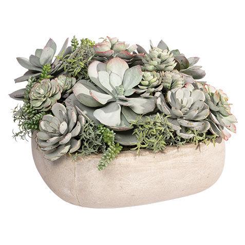 Mixed Succulents in Light Grey Cement Tray image