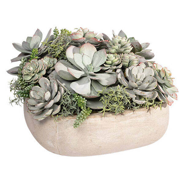 Mixed Succulents in Light Grey Cement Tray
