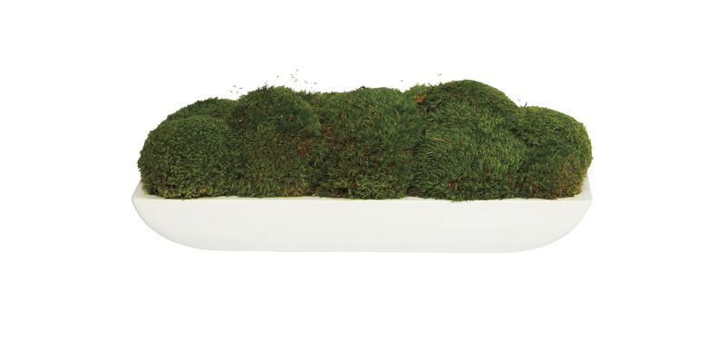 Moss in Linear White Bowl