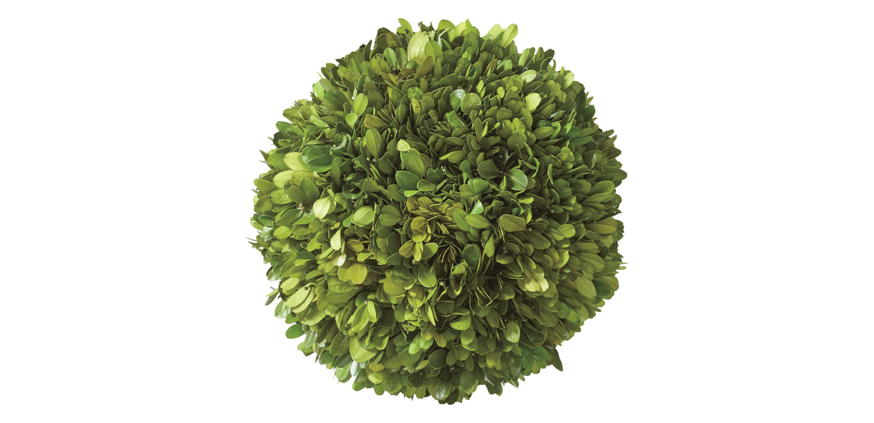 Small Boxwood Plant in Ivory Pot_1