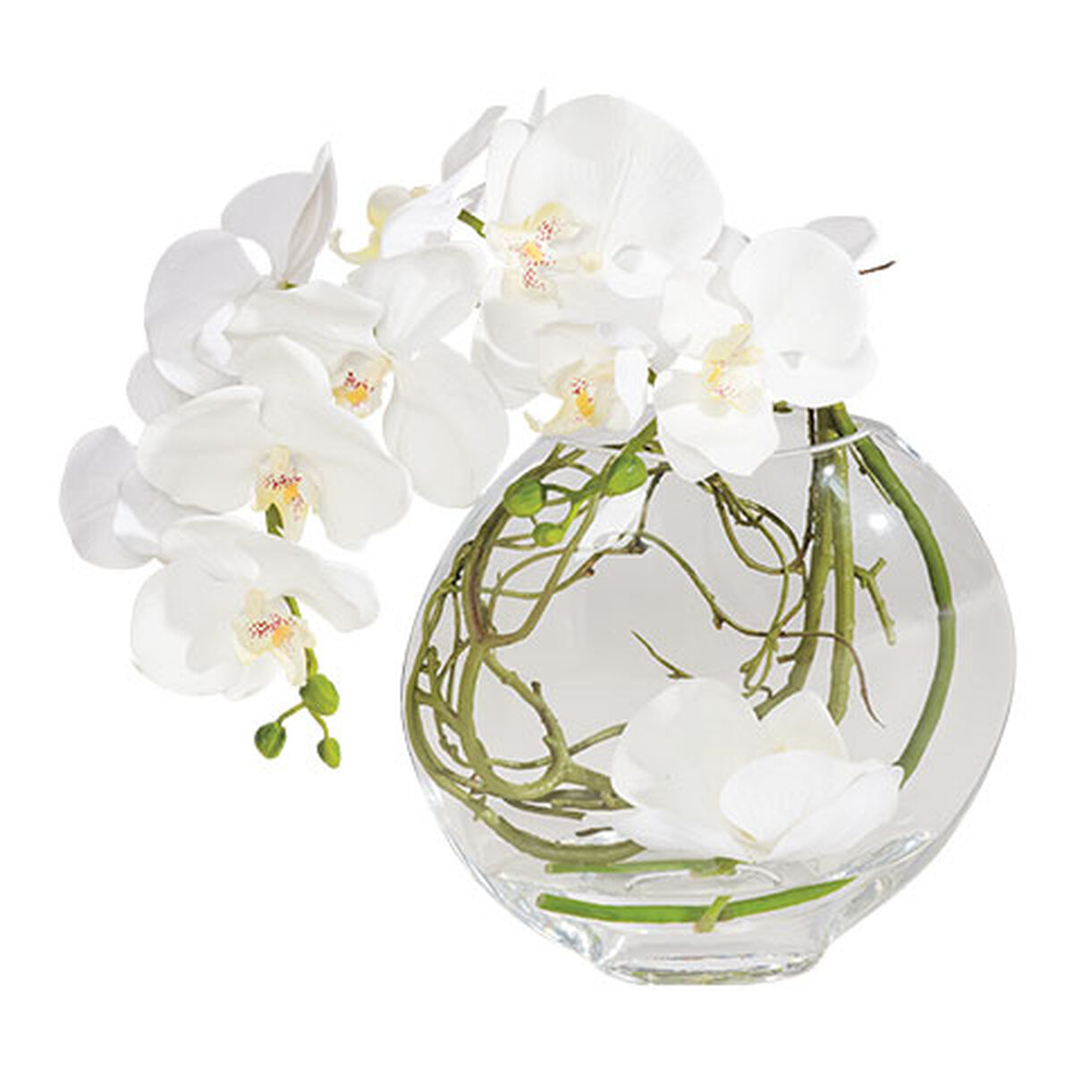 Orchid in Glass Vase