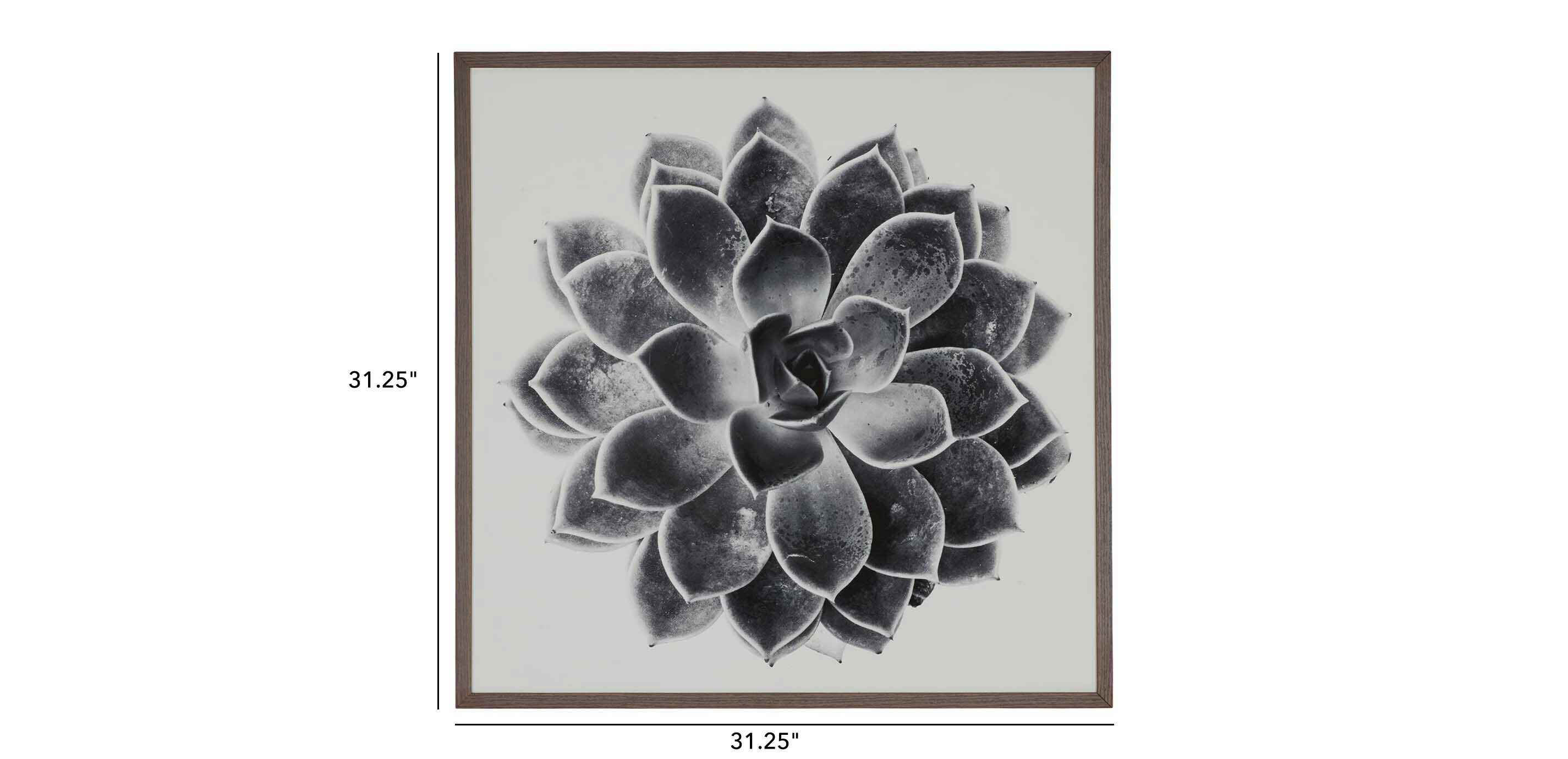Succulent Study I_2