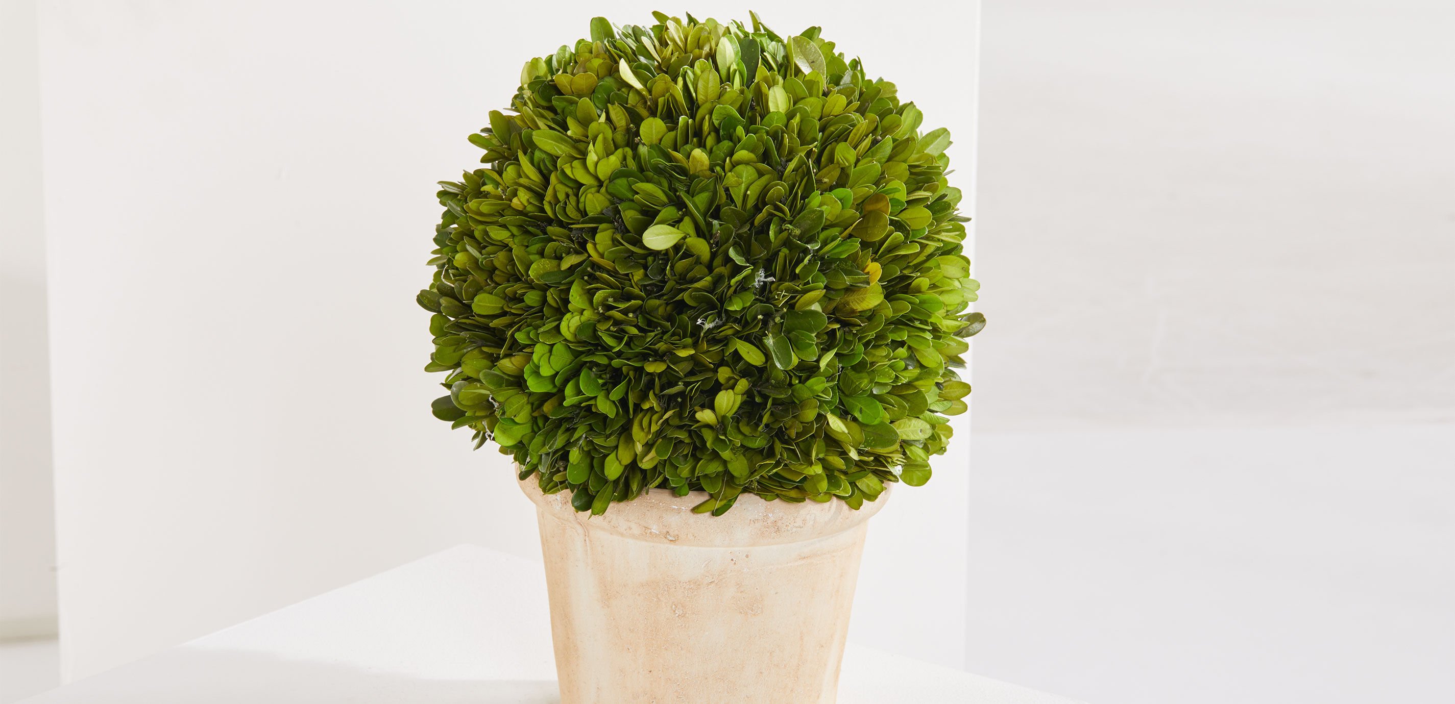 Small Boxwood Plant in Ivory Pot_3