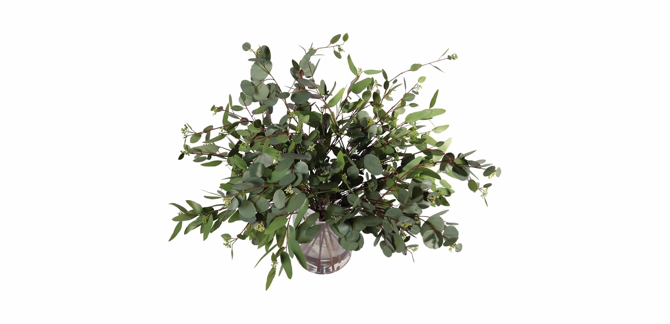 Eucalyptus in Cylinder Vase_1