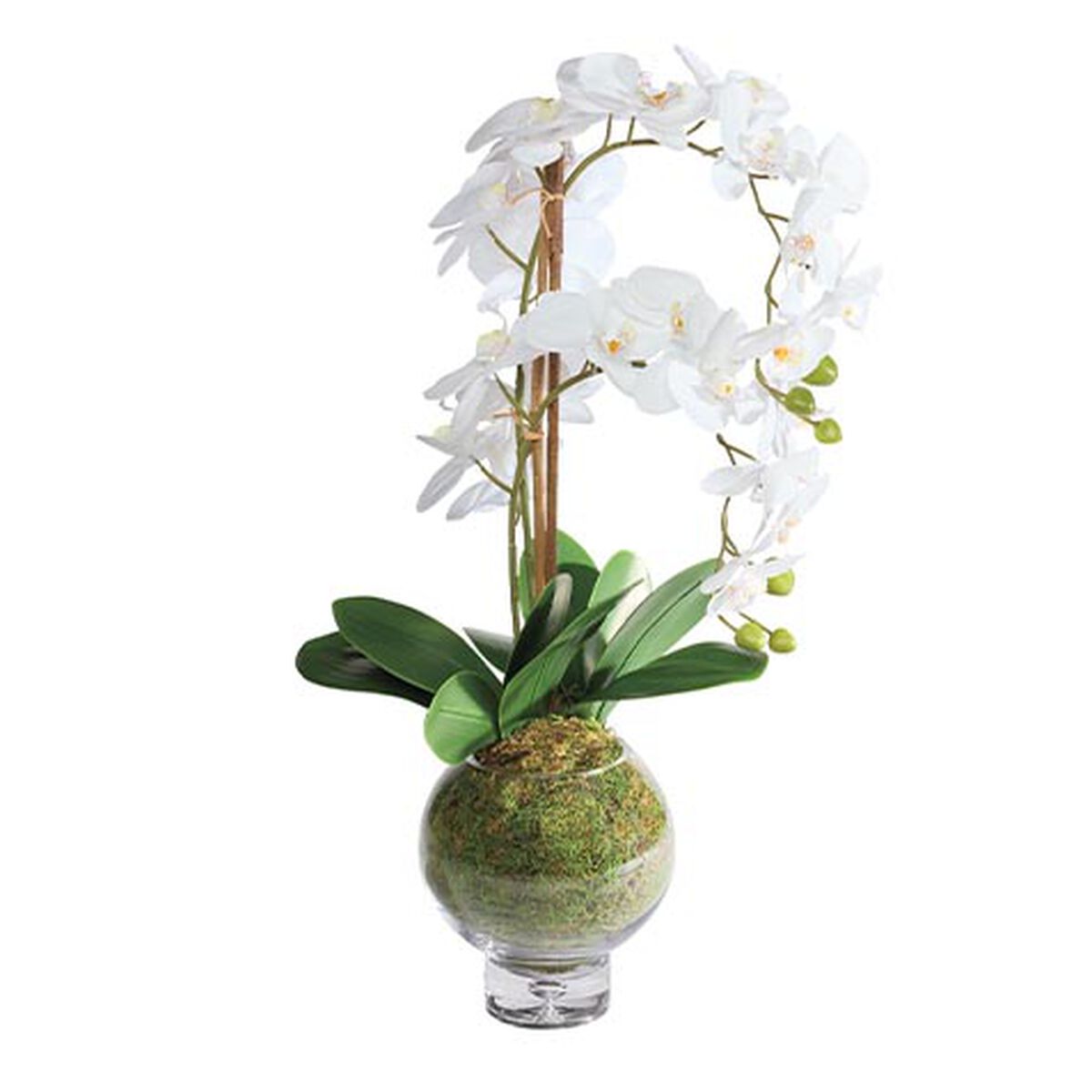 Orchid in Round Glass Vase