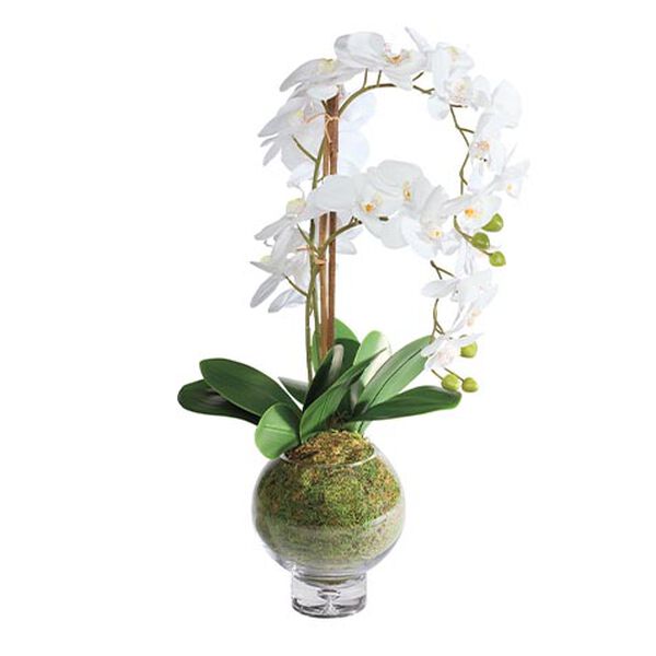 Orchid in Round Glass Vase