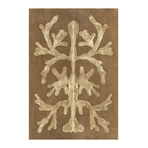 Umber Curiosities II image