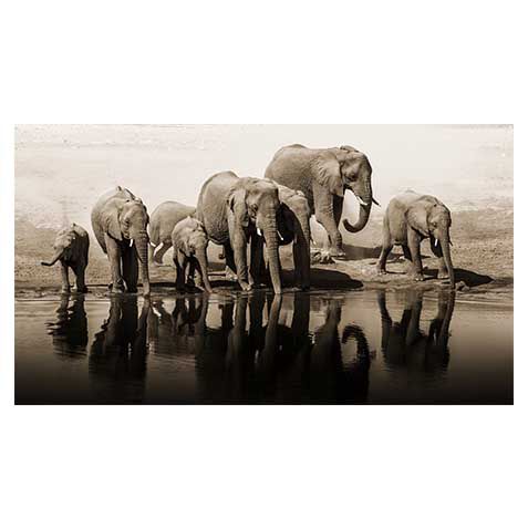 Elephants image