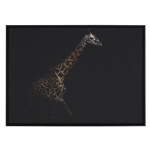 Strayed into Shadow IV image