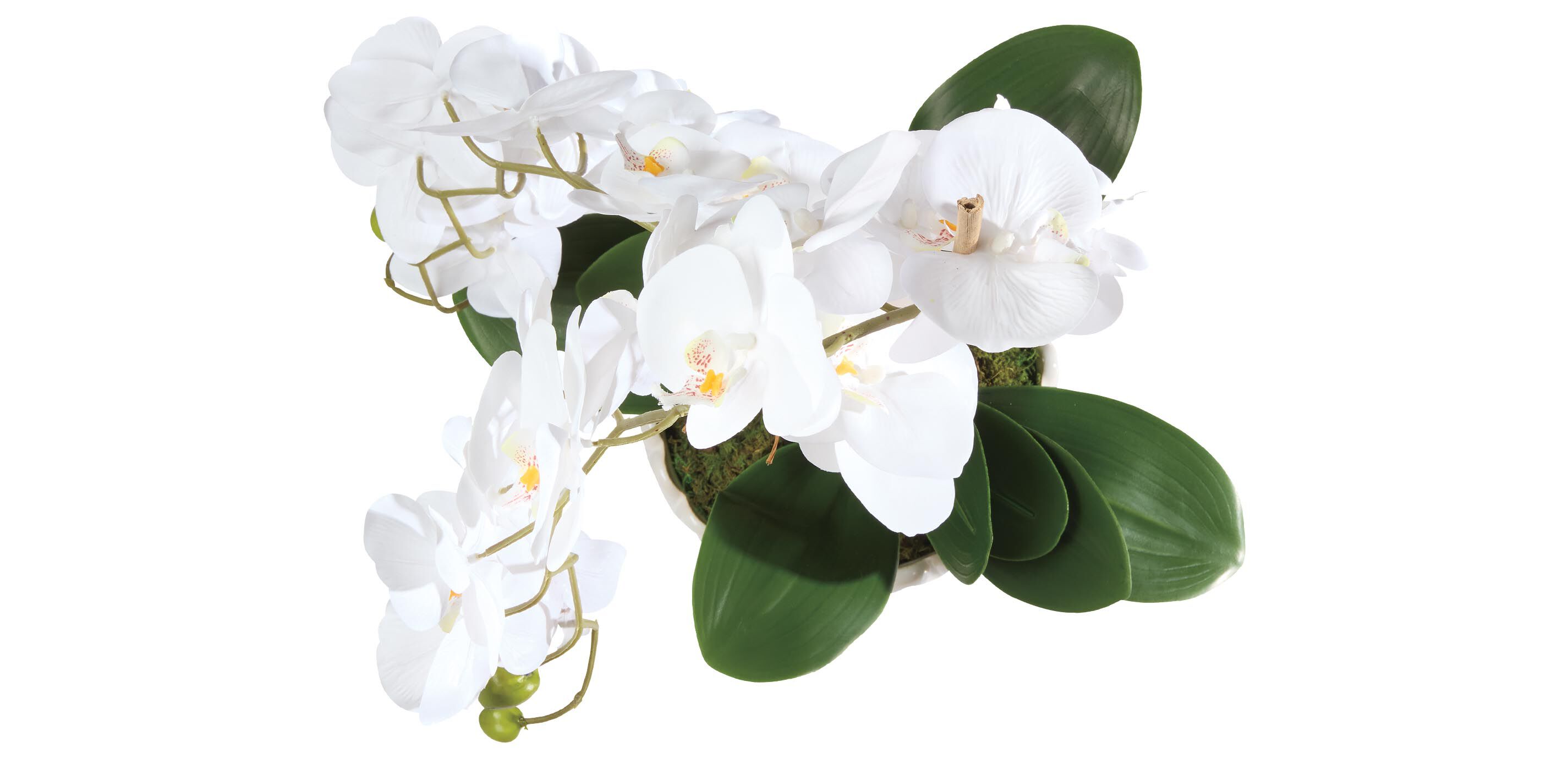 White Orchid in Fluted Pot_2