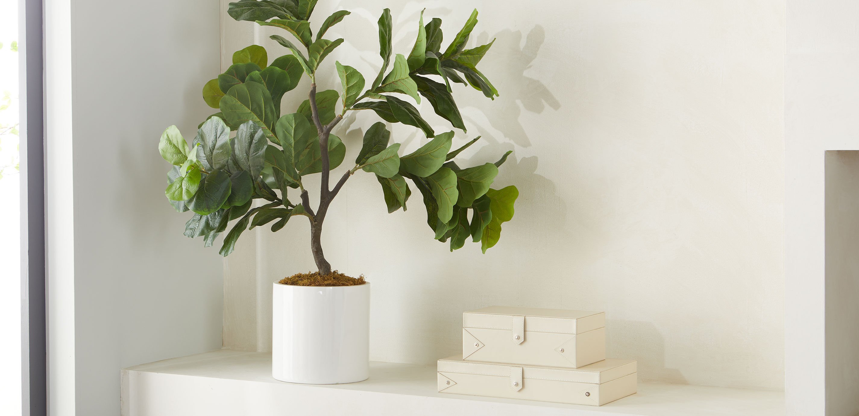Fiddle-Leaf Tree in White Pot_4