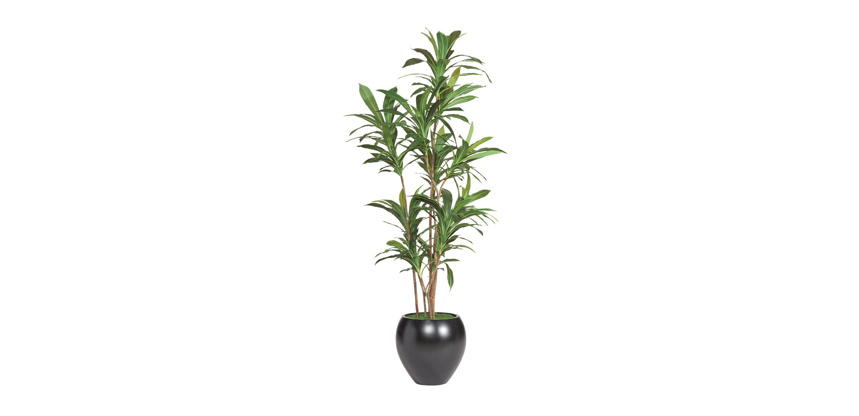 Dracaena Tree_2