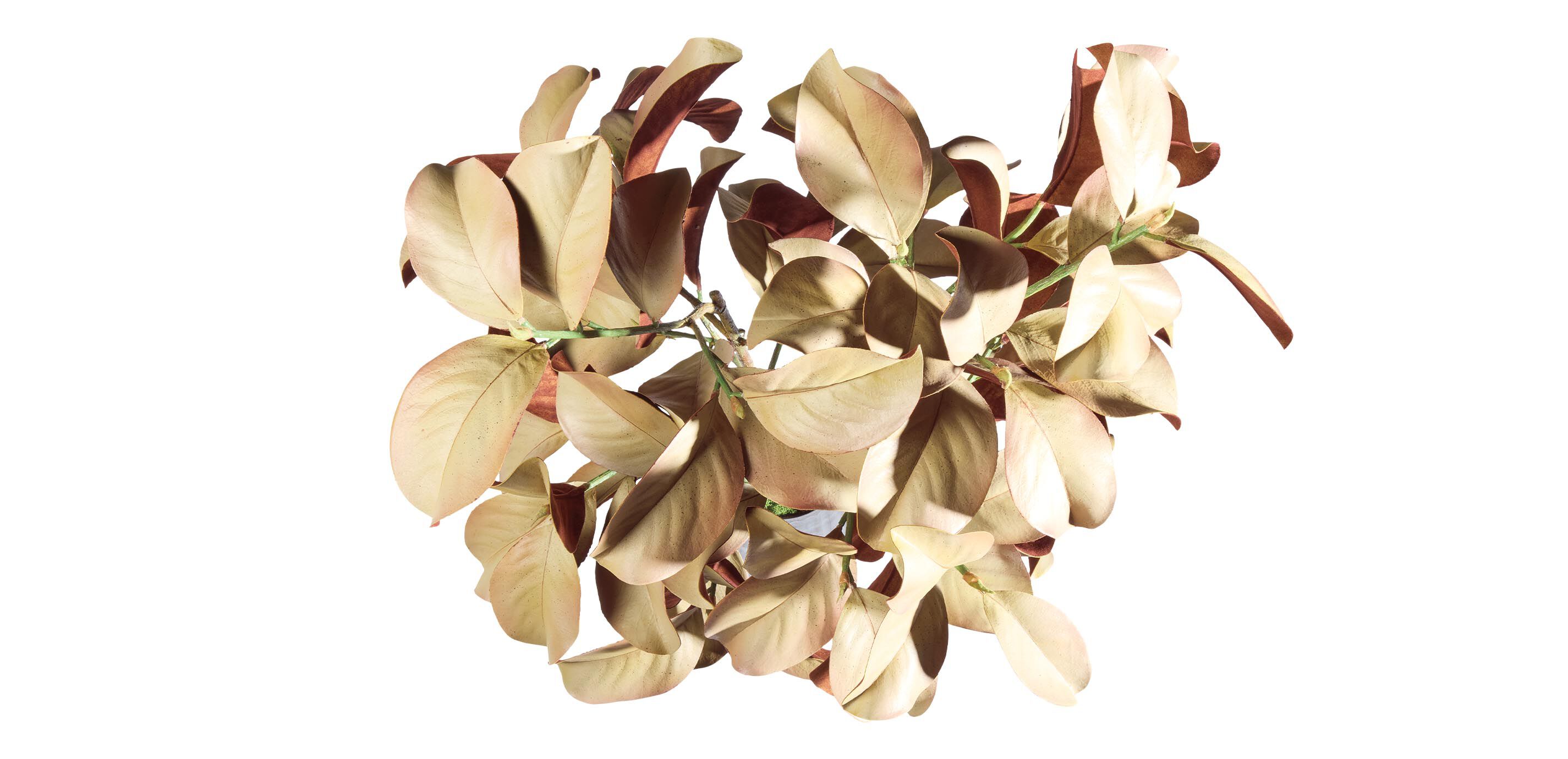 Natural Magnolia Arrangement_2