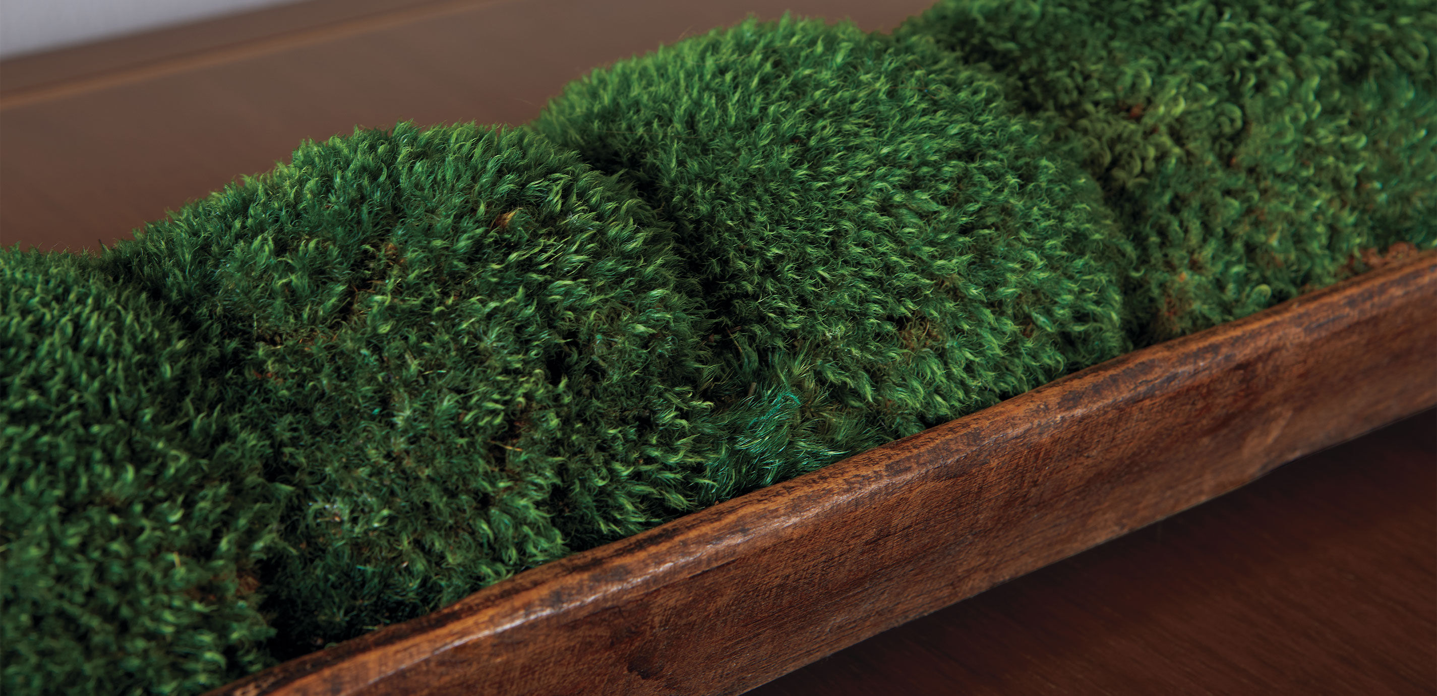 Moss In Linear Container_5
