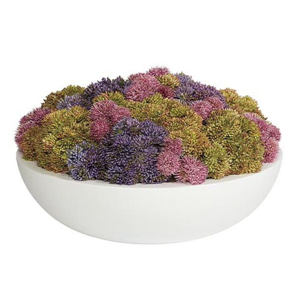 Succulents in Round White Bowl