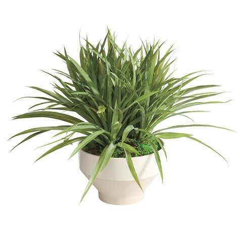Grass in Tapered White Pot image 443805   GRN
