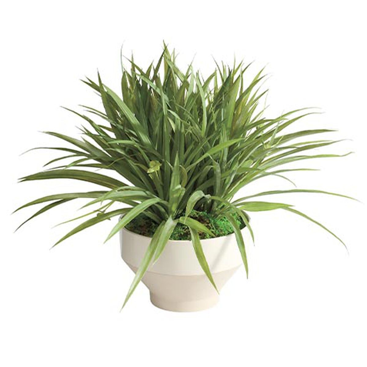 Grass in Tapered White Pot