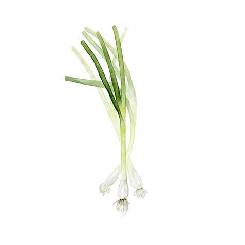 Scallion image