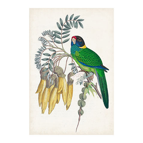 Tropical Bird & Flower II image