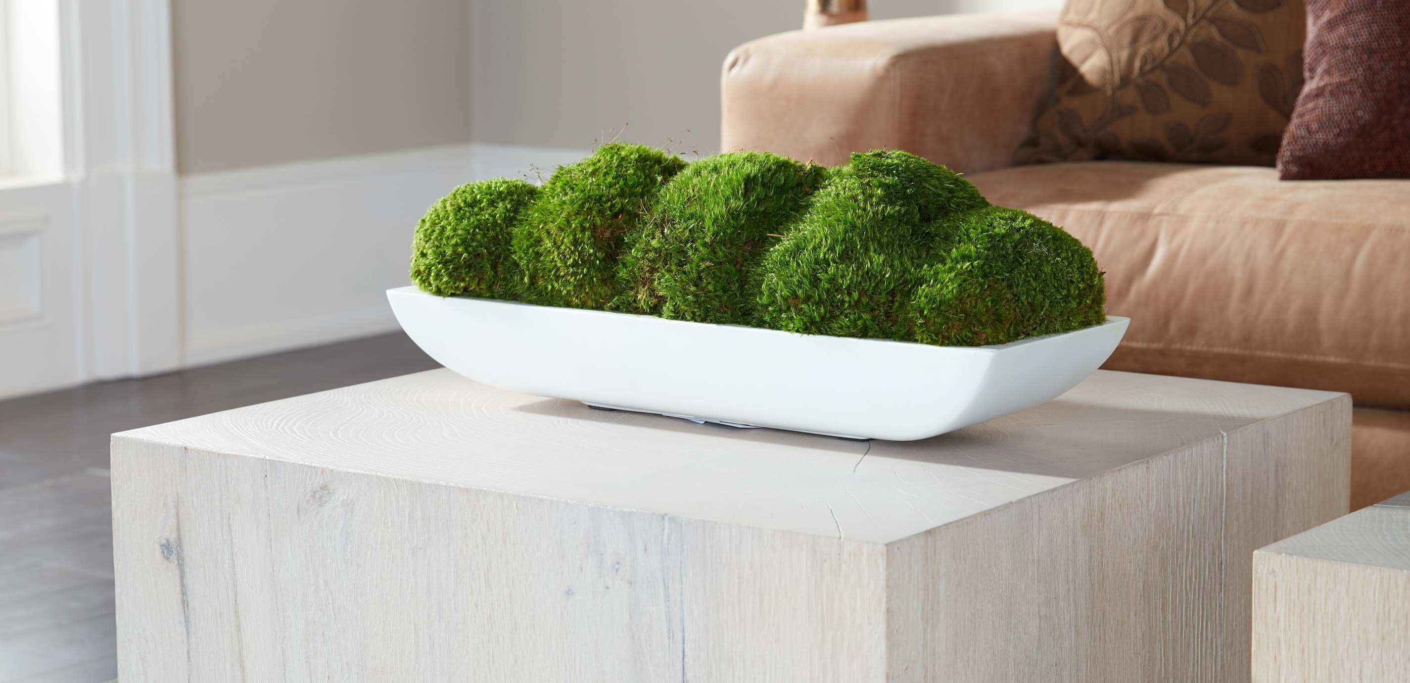 Moss in Linear White Bowl_1