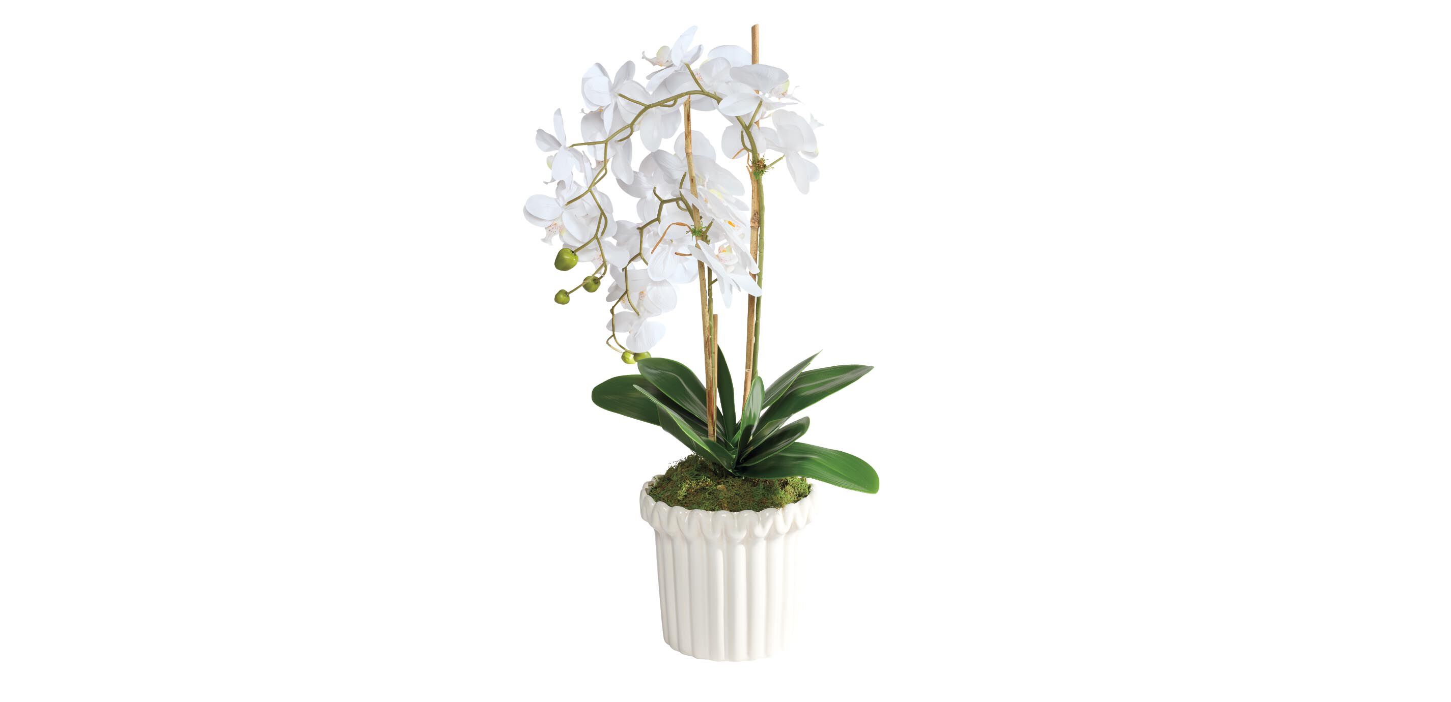 White Orchid in Fluted Pot_1