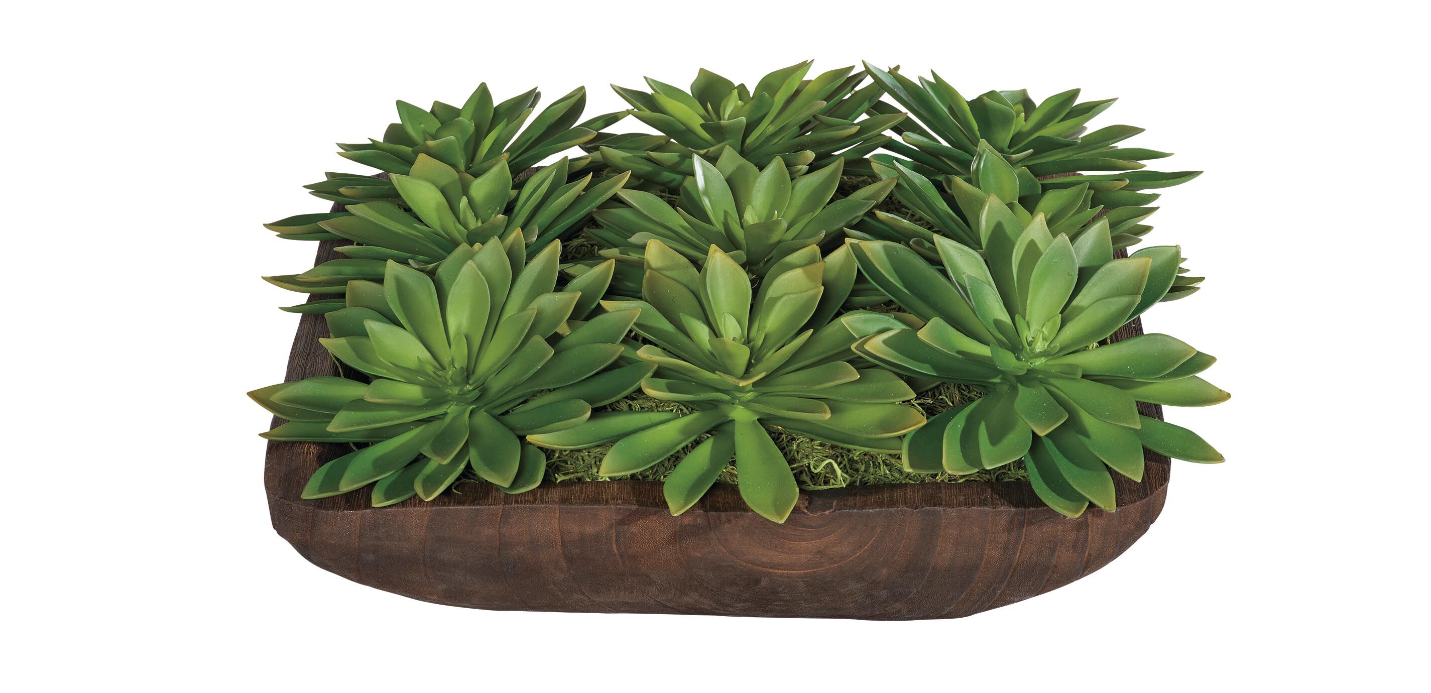 Succulent Centerpiece in Dark Wood Bowl_3