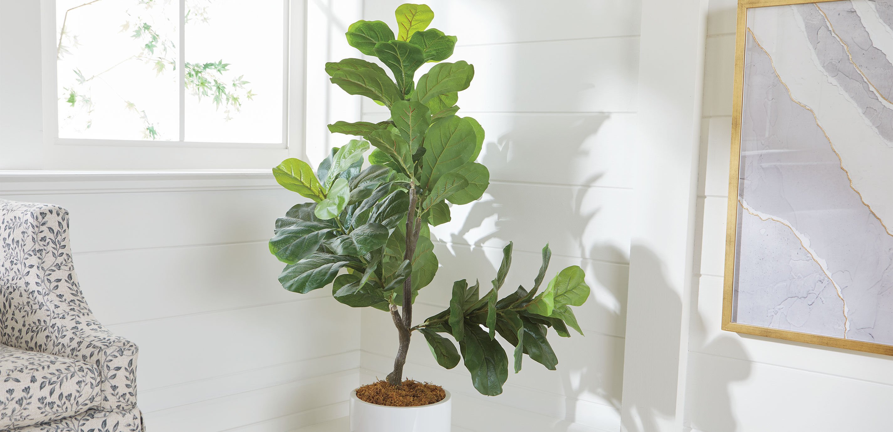 Fiddle-Leaf Tree in White Pot_2