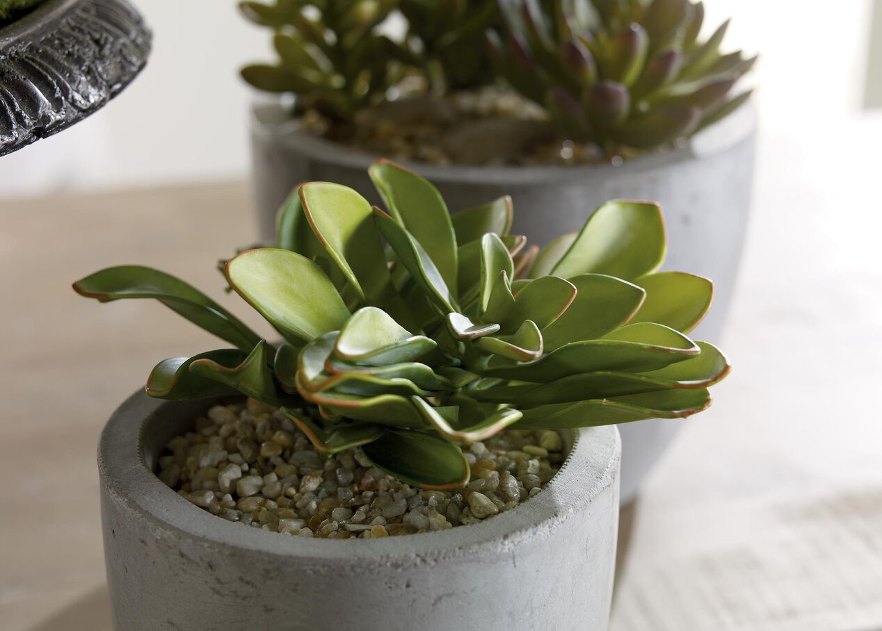 Echeveria in Pot FLORALS & TREES Ethan Allen