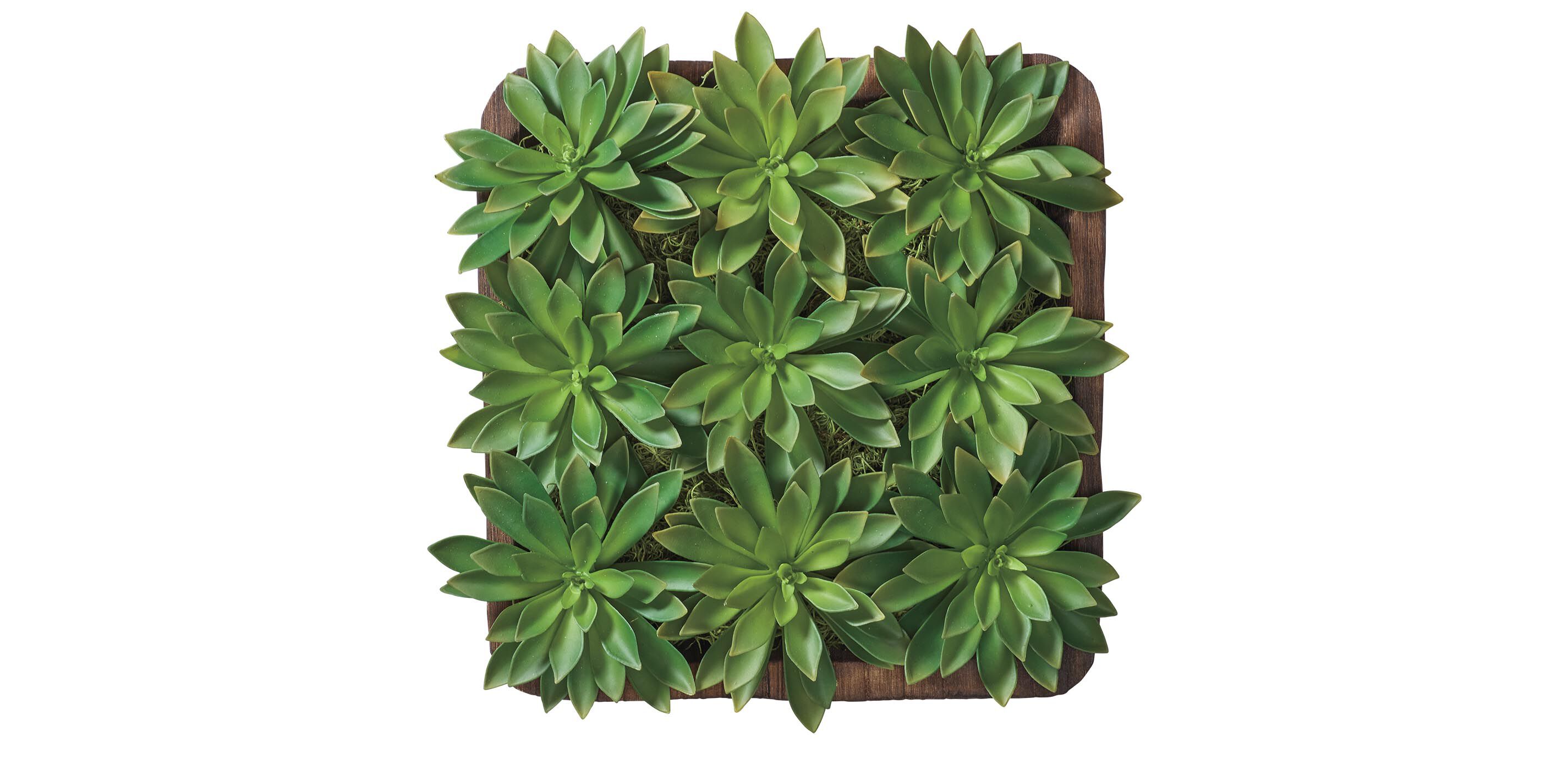 Succulent Centerpiece in Dark Wood Bowl_4