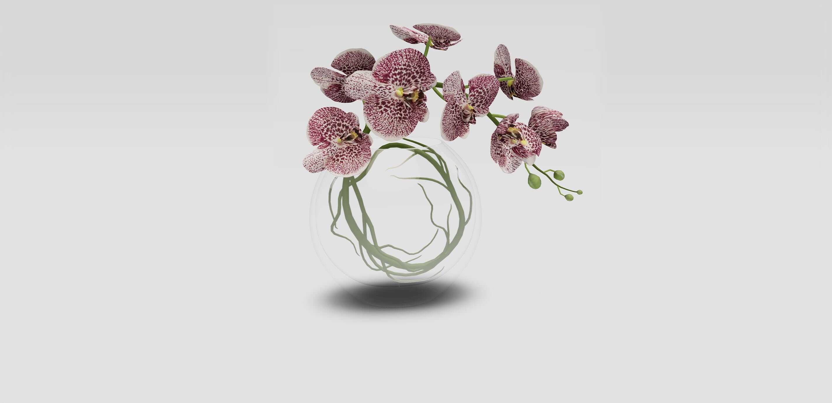 Plum Orchid in Glass Vase 1