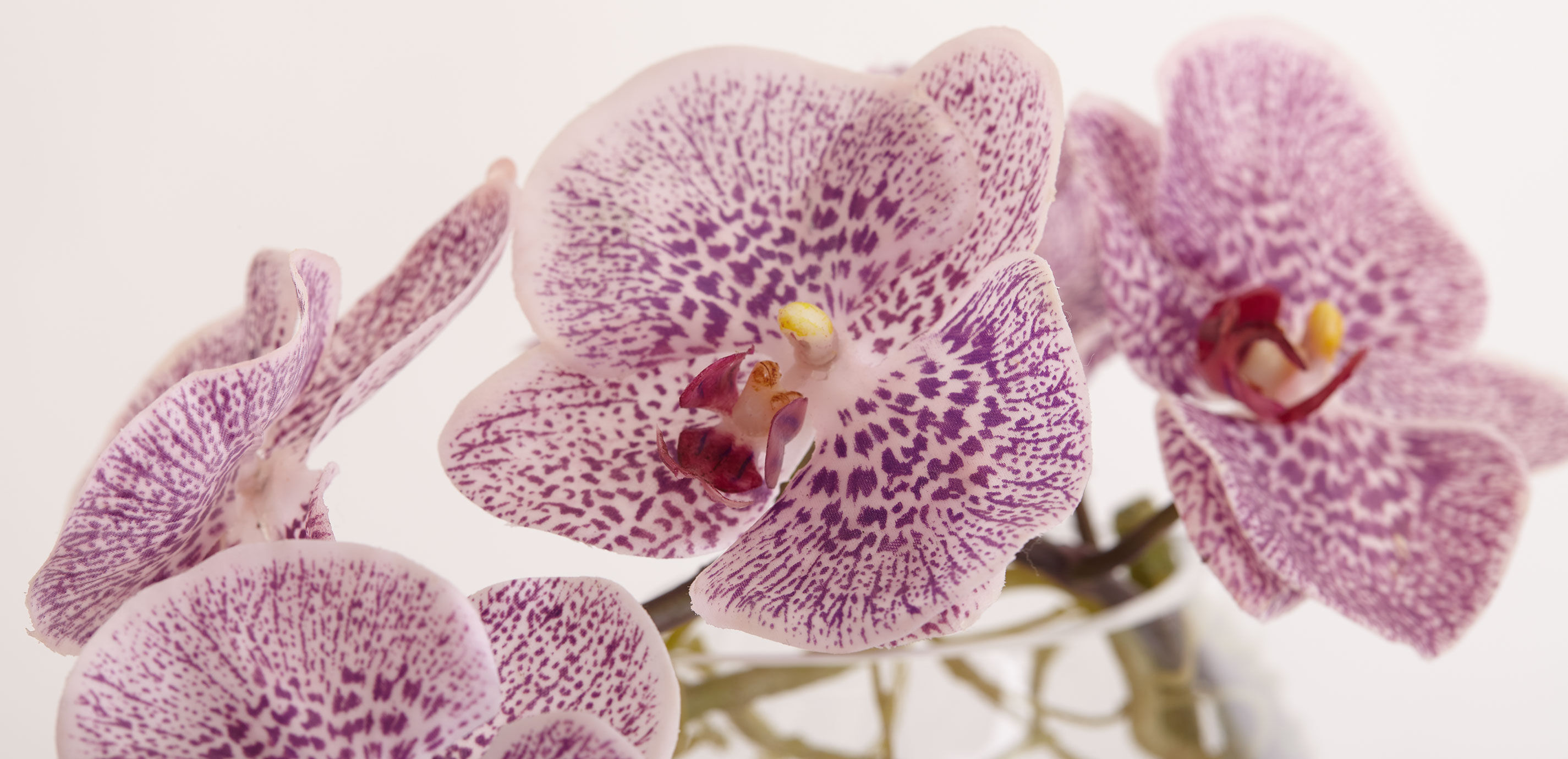 Plum Orchid in Glass Vase_1