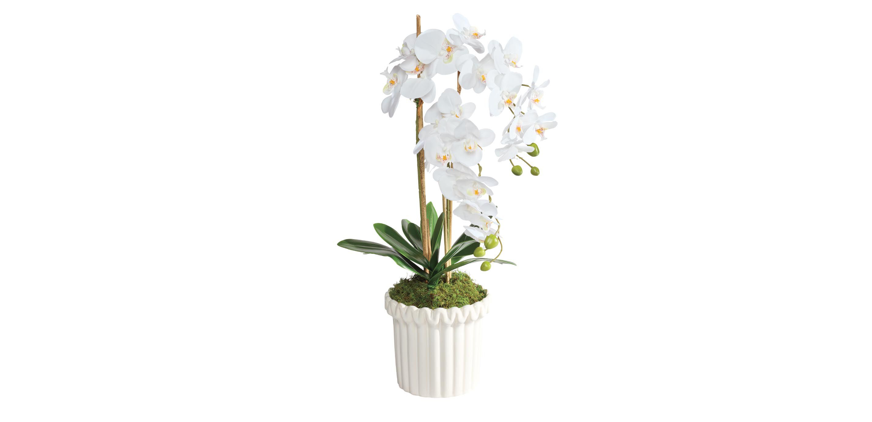 White Orchid in Fluted Pot