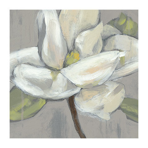 Magnolia on Gray image
