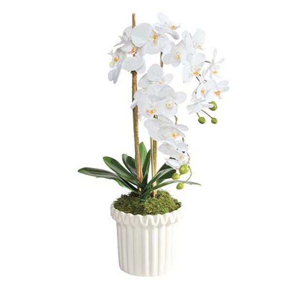 White Orchid in Fluted Pot