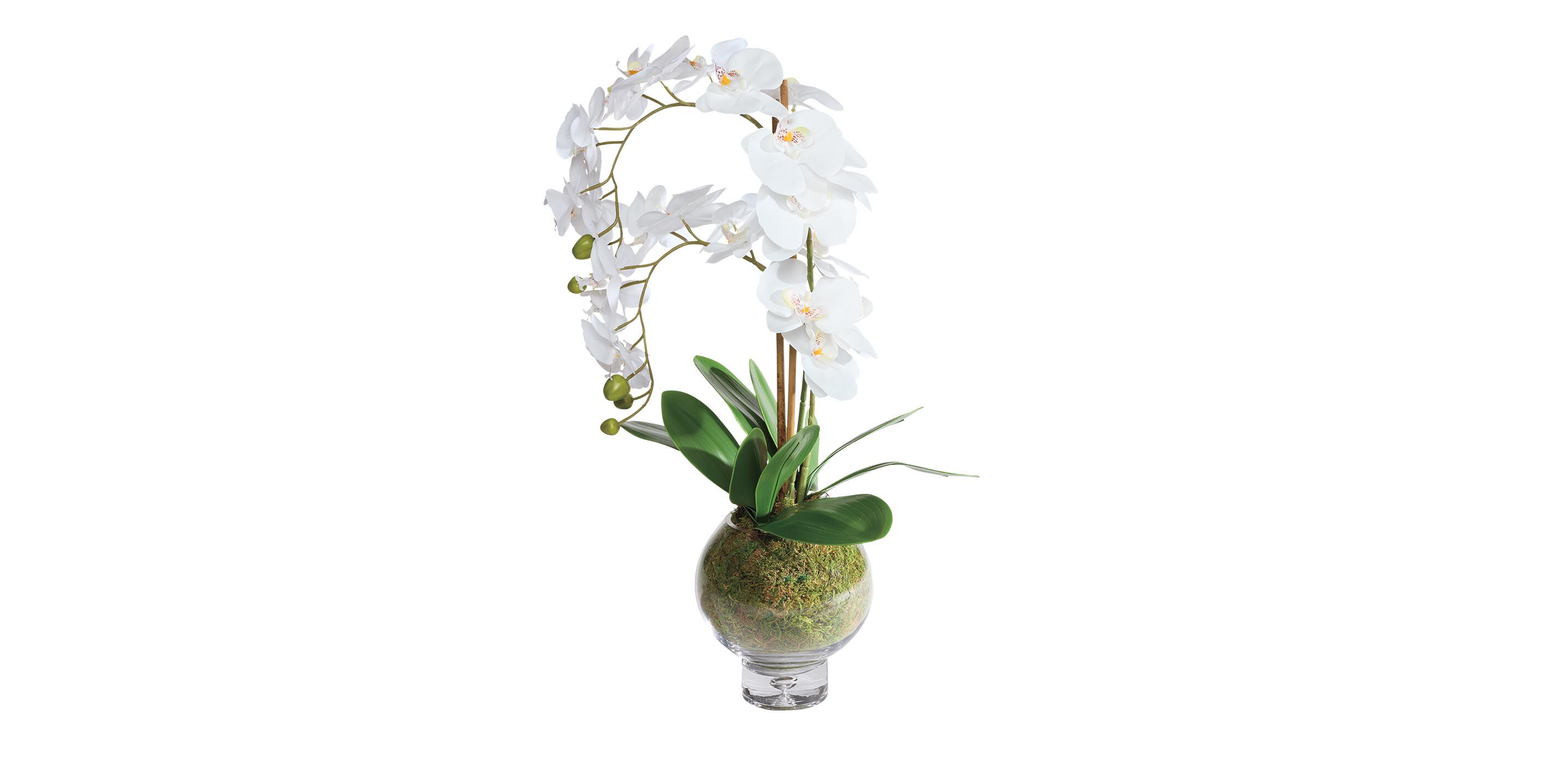 Orchid in Round Glass Vase_1