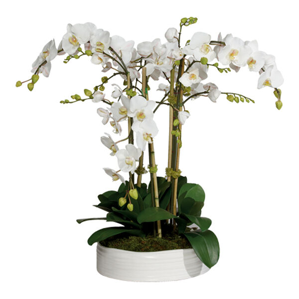 Phalaenopsis in Ceramic Bowl