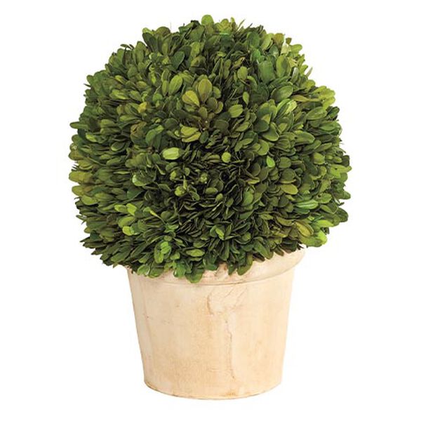 Small Boxwood Plant in Ivory Pot