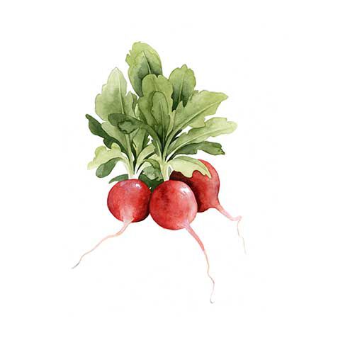 Radish image