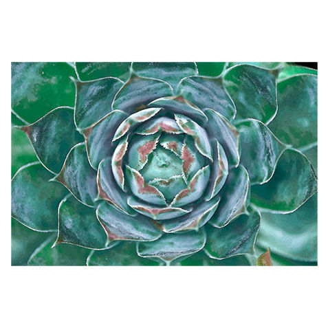 Cabbage Flower II image